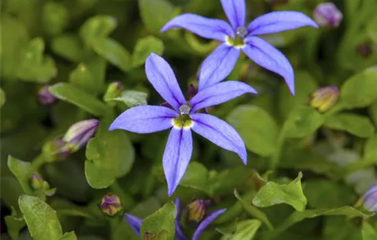 Isotoma fluviatilis 'Country Park'