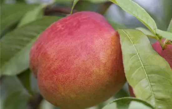 Prunus (Nektarine) 'Nectared 4'