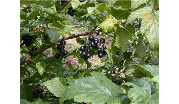 Johannisbeere 'Ometa'
