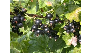 Johannisbeere 'Ometa'
