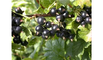 Johannisbeere 'Ometa'