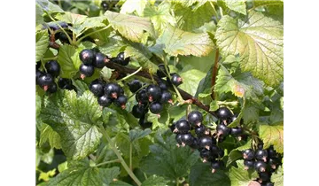 Johannisbeere 'Ometa'