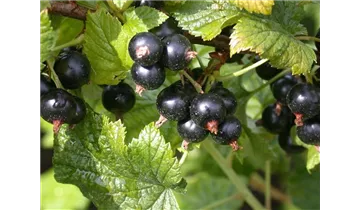 Johannisbeere 'Ometa'