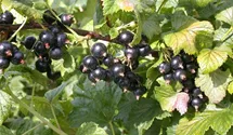 Johannisbeere 'Ometa'