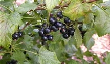 Johannisbeere 'Ometa'