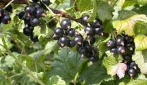 Johannisbeere 'Ometa'