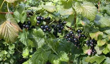 Johannisbeere 'Ometa'