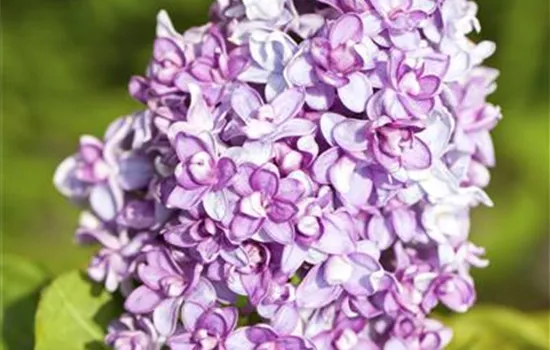 Syringa vulgaris Sämlinge