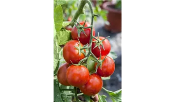 Tomaten