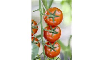 Tomaten