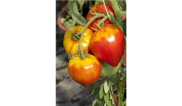 Tomaten