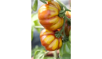 Tomaten