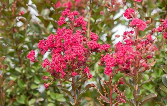 Lagerstroemia indica 'Caroline Beauty'