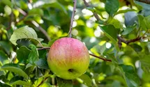 Apfel Cox Orange Koralle