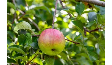 Apfel Cox Orange Koralle