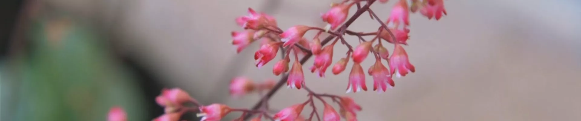 Echtes Purpurglöckchen (Heuchera)- Einpflanzen im Garten (Thumbnail) Echtes Purpurglöckchen (Heuchera)- Einpflanzen im Garten (Thumbnail)