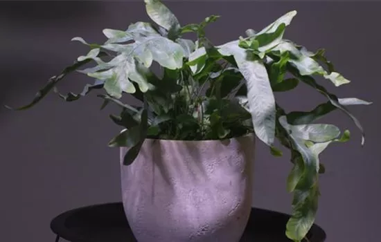 Blaufarn - Umtopfen Blaufarn - Umtopfen