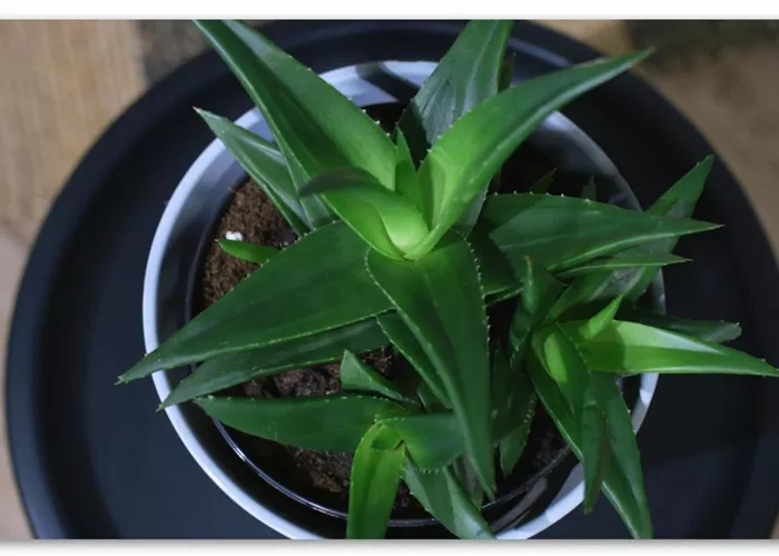 Zimmerpflanzenportrait - Aloe Vera (klein)