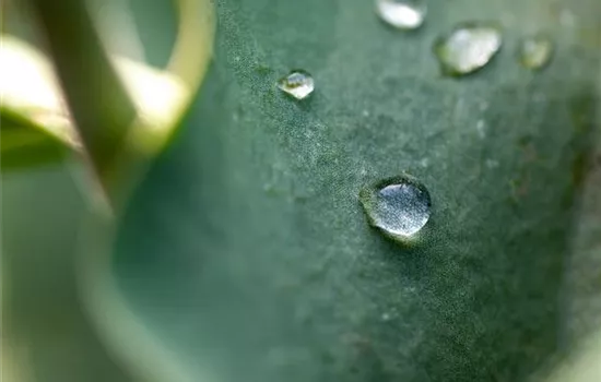 Tröpfchenbewässerung: Pflanzen giessen easy going Tröpfchenbewässerung: Pflanzen giessen easy going