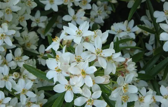Choisya 'Aztec Pearl'