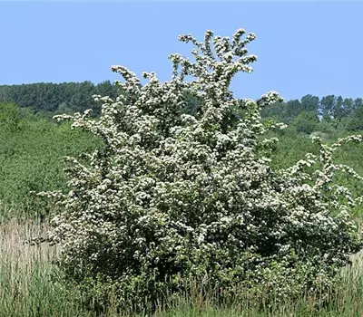 Crataegus monogyna