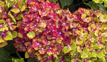 Hortensie