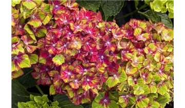 Hortensie