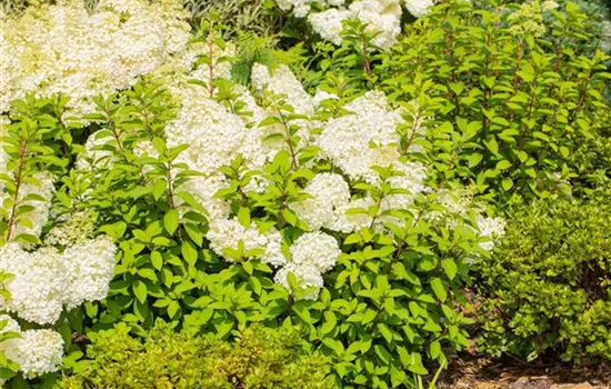Hydrangea paniculata 'Bobo'