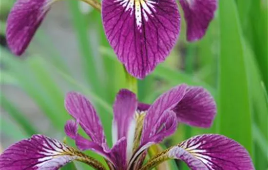 Iris versicolor 'Kermesina'