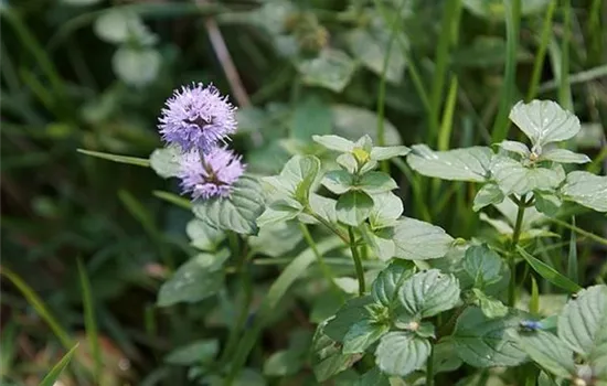 Mentha aquatica