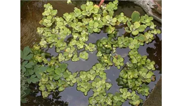 Pistia stratiotes