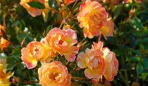 Rosa (Floribundarose) 'Bienenweide® Fruity'