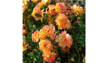 Rosa (Floribundarose) 'Bienenweide® Fruity'