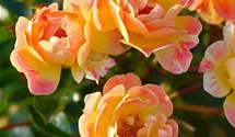 Rosa (Floribundarose) 'Bienenweide® Fruity'