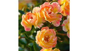 Rosa (Floribundarose) 'Bienenweide® Fruity'