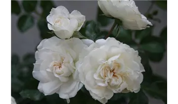 Rosa (Floribundarose) 'Schweizer Garten'®
