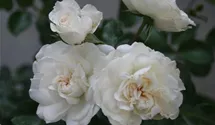 Rosa (Floribundarose) 'Schweizer Garten'®