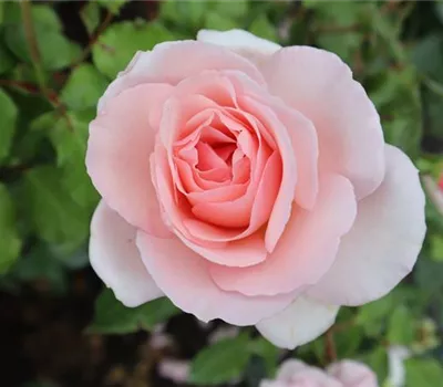 Rosa (Floribundarose) 'Vogellisi'