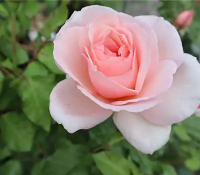 Rosa (Floribundarose) 'Vogellisi'