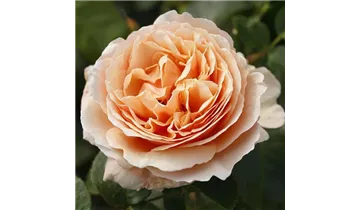 Rosa (Teehybride) 'Tropicana®'