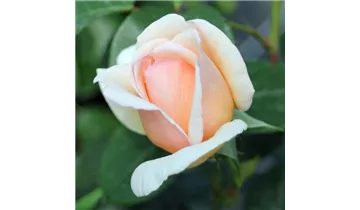 Rosa (Teehybride) 'Tropicana®'