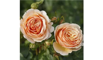 Rosa (Teehybride) 'Tropicana®'