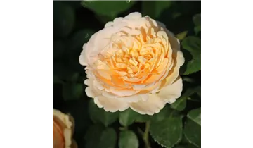 Rosa (Teehybride) 'Tropicana®'