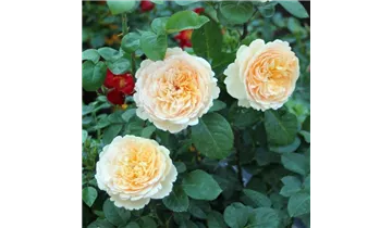 Rosa (Teehybride) 'Tropicana®'