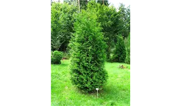 Lebensbaum 'Brabant'