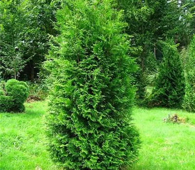 Thuja occidentalis 'Brabant'