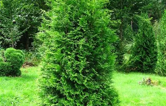 Thuja occidentalis 'Brabant'