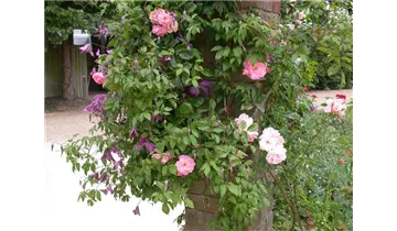 Alpenrebe, Clematis