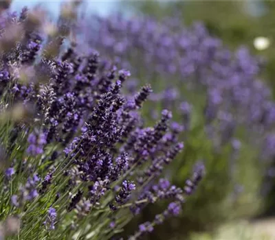 Lavandula angustifolia 'Dwarf Blue'