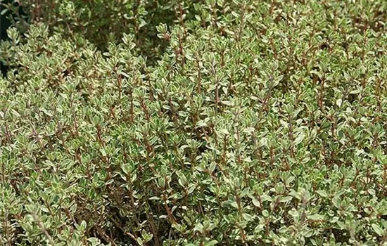 Thymus citriodorus (x) 'Variegatus'